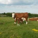 Cows at Bradley Hall Rural Escapes - Glamping in Cheshire