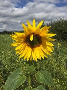 A sunflower at Bradley Hall Rural Escapes - Glamping in Cheshire