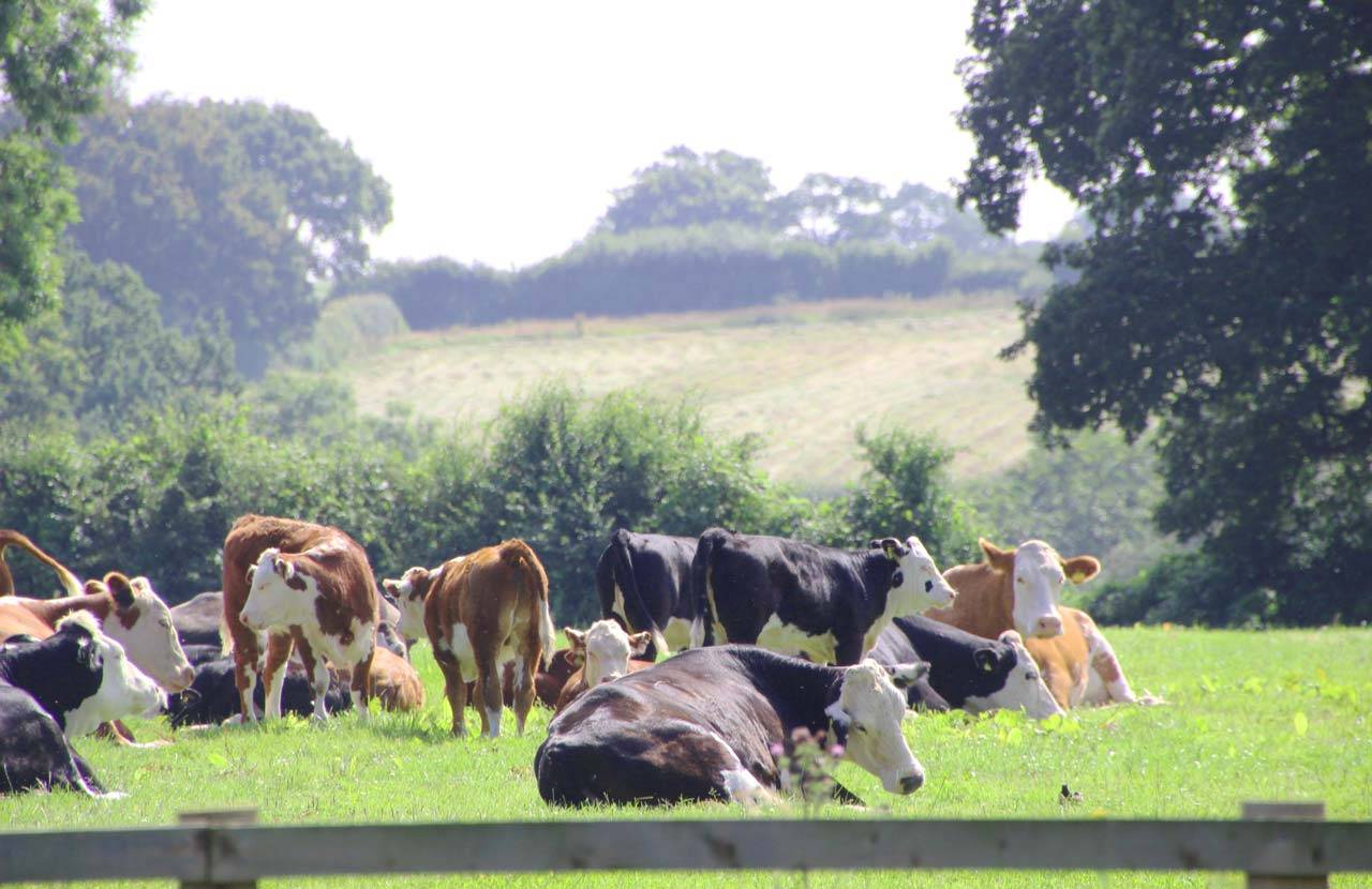 Cows at Bradley Hall Rural Escapes